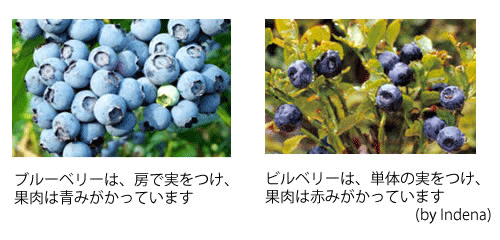 bilberry_pic_w