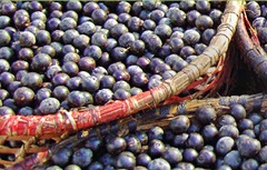 AcaiBerryPic240x
